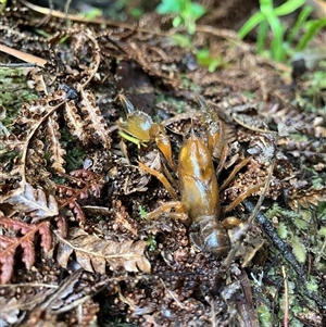 Engaeus rostrogaleatus at Turtons Creek, VIC by StuartInchley