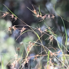 Themeda triandra (Kangaroo Grass) at Yackandandah, VIC - 5 Jan 2025 by KylieWaldon