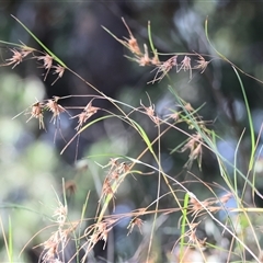 Themeda triandra at Yackandandah, VIC - 4 Jan 2025 by KylieWaldon