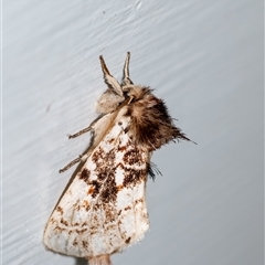 Aglaosoma variegata (A Prominent moth) at Penrose, NSW - 11 Jan 2025 by Aussiegall