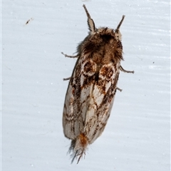Aglaosoma variegata at Penrose, NSW - suppressed