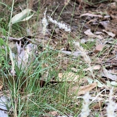 Rytidosperma sp. at Yackandandah, VIC - 4 Jan 2025 by KylieWaldon