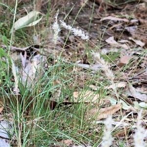 Rytidosperma sp. at Yackandandah, VIC by KylieWaldon