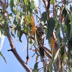 Anthochaera carunculata (Red Wattlebird) at Yackandandah, VIC - 5 Jan 2025 by KylieWaldon