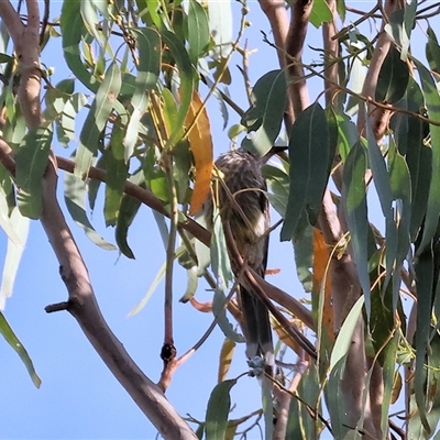 Anthochaera carunculata (Red Wattlebird) at Yackandandah, VIC - 5 Jan 2025 by KylieWaldon