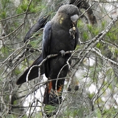 Calyptorhynchus lathami lathami (Glossy Black-Cockatoo) at Penrose, NSW - 11 Mar 2020 by GITM3