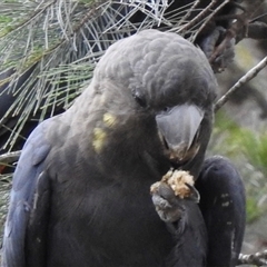 Calyptorhynchus lathami lathami at Penrose, NSW - 12 Mar 2020