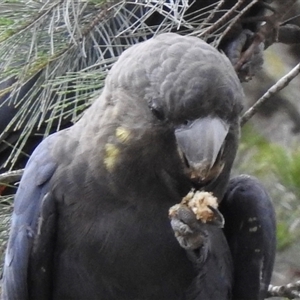 Calyptorhynchus lathami lathami at Penrose, NSW - 12 Mar 2020