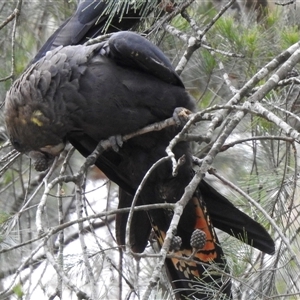 Calyptorhynchus lathami lathami at Penrose, NSW - 12 Mar 2020