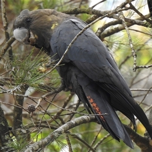 Calyptorhynchus lathami lathami at Penrose, NSW - 12 Mar 2020