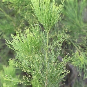 Exocarpos cupressiformis at Yackandandah, VIC - 5 Jan 2025 06:59 AM