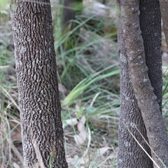 Exocarpos cupressiformis at Yackandandah, VIC - 5 Jan 2025 06:59 AM