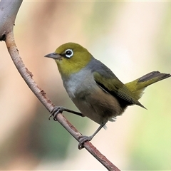 Zosterops lateralis (Silvereye) at Yackandandah, VIC - 5 Jan 2025 by KylieWaldon