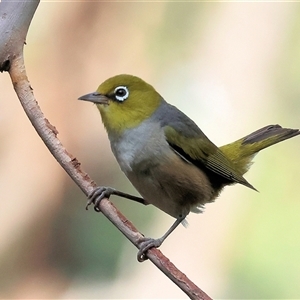 Zosterops lateralis (Silvereye) at Yackandandah, VIC by KylieWaldon