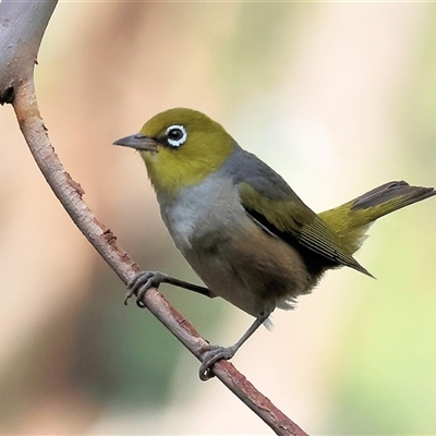 Zosterops lateralis (Silvereye) at Yackandandah, VIC - 5 Jan 2025 by KylieWaldon