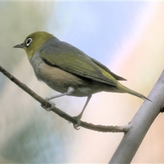 Zosterops lateralis at Yackandandah, VIC - 5 Jan 2025 07:00 AM