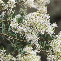 Bursaria spinosa (Native Blackthorn, Sweet Bursaria) at Yackandandah, VIC - 4 Jan 2025 by KylieWaldon