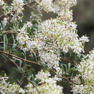 Bursaria spinosa at Yackandandah, VIC - 5 Jan 2025 07:12 AM