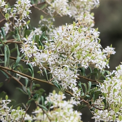 Bursaria spinosa (Native Blackthorn, Sweet Bursaria) at Yackandandah, VIC - 4 Jan 2025 by KylieWaldon