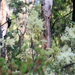 Bursaria spinosa at Yackandandah, VIC - 5 Jan 2025 07:12 AM