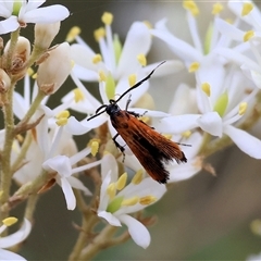 Snellenia lineata at Yackandandah, VIC - 4 Jan 2025 by KylieWaldon