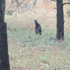 Wallabia bicolor (Swamp Wallaby) at Latham, ACT - 12 Jan 2025 by MaryWebb