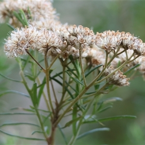 Cassinia longifolia at Yackandandah, VIC by KylieWaldon