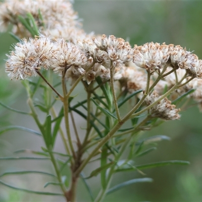 Cassinia longifolia at Yackandandah, VIC - 4 Jan 2025 by KylieWaldon