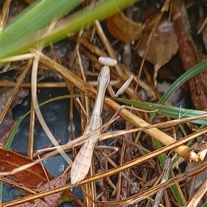 Archimantis sp. (genus) at Pipeclay, NSW by MVM