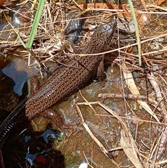 Unidentified Skink at Pipeclay, NSW - 11 Jan 2025 by MVM