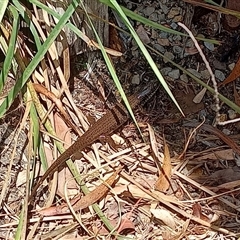 Egernia mcpheei at suppressed - suppressed