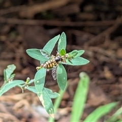Syrphini (tribe) (Unidentified syrphine hover fly) at Latham, ACT - 9 Jan 2025 by MaryWebb