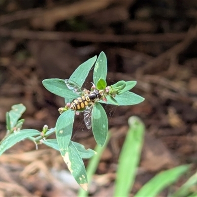 Syrphini (tribe) (Unidentified syrphine hover fly) at Latham, ACT - 9 Jan 2025 by MaryWebb