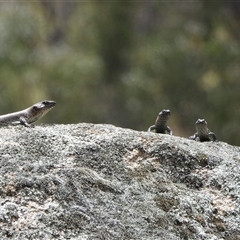 Egernia cunninghami (Cunningham's Skink) at Tharwa, ACT - 11 Jan 2025 by LineMarie