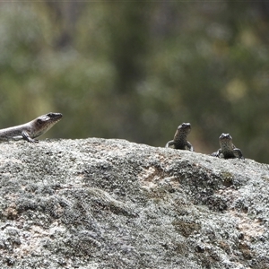 Egernia cunninghami (Cunningham's Skink) at Tharwa, ACT by LineMarie