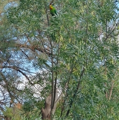 Polytelis swainsonii (Superb Parrot) at Hackett, ACT - 12 Jan 2025 by Carlaaa