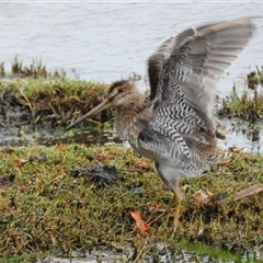 Gallinago hardwickii (Latham's Snipe) at Fyshwick, ACT - 10 Jan 2025 by LineMarie