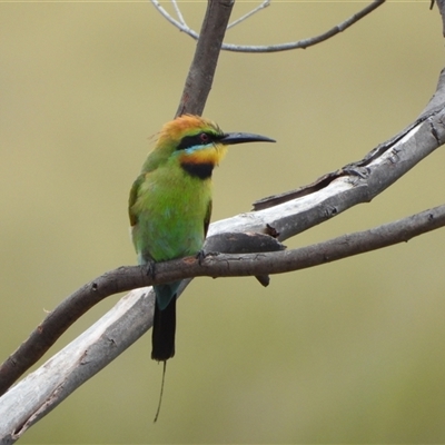 Merops ornatus (Rainbow Bee-eater) at Tharwa, ACT - 11 Jan 2025 by LineMarie