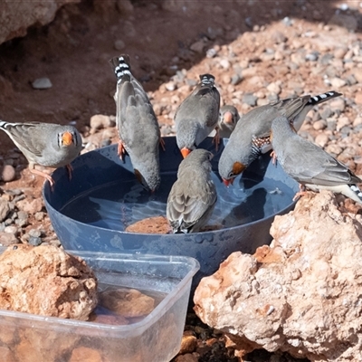 Taeniopygia guttata (Zebra Finch) at Petermann, NT - 10 Jun 2022 by AlisonMilton