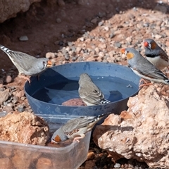 Taeniopygia guttata at Petermann, NT - 10 Jun 2022 02:28 PM