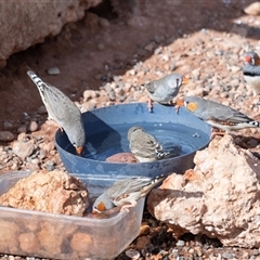 Taeniopygia guttata at Petermann, NT - 10 Jun 2022 02:28 PM