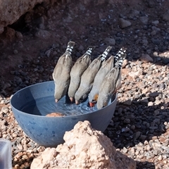 Taeniopygia guttata at Petermann, NT - 10 Jun 2022 02:28 PM