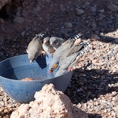 Taeniopygia guttata at Petermann, NT - 10 Jun 2022 02:28 PM