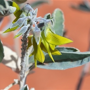 Crotalaria cunninghamii at Petermann, NT - 10 Jun 2022 02:46 PM