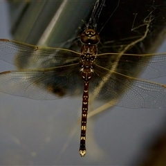 Adversaeschna brevistyla (Blue-spotted Hawker) at Florey, ACT - 12 Dec 2024 by KorinneM