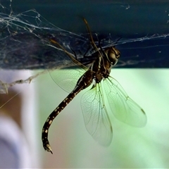 Adversaeschna brevistyla at Florey, ACT - 12 Dec 2024