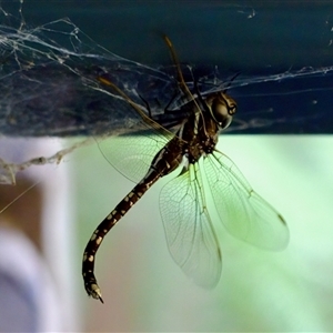 Adversaeschna brevistyla at Florey, ACT - 12 Dec 2024