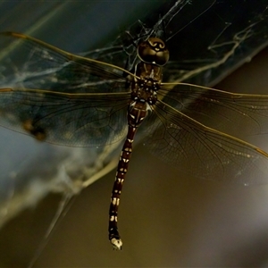 Adversaeschna brevistyla at Florey, ACT - 12 Dec 2024