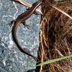 Eulamprus heatwolei (Yellow-bellied Water Skink) at Karabar, NSW - 12 Jan 2025 by norgaria