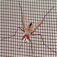 Senostoma sp. (genus) (A parasitoid tachinid fly) at Florey, ACT - 17 Dec 2024 by KorinneM